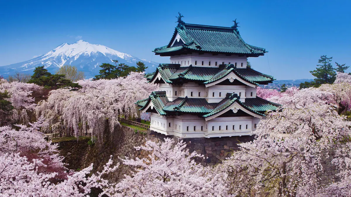 Cherry blossoms in full bloom at Hirosaki Castle